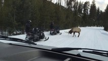 Un élan énorme ne veut pas laisser passer ces touristes à motoneige - Yellowstone National Park
