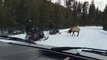 Un élan énorme ne veut pas laisser passer ces touristes à motoneige - Yellowstone National Park