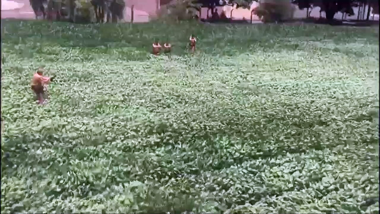 Mais que cherchent ces policiers dans ce champ?