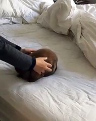 Ce lapin est bien décidé à rester sur le lit