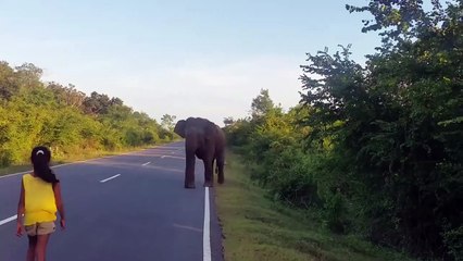 Une fillette réussit à maitriser un élephant. Incroyable