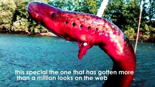 TOP most amazing sea creatures you have never seen