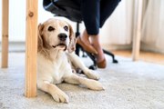 How Having Dogs and Cats in Your Office Could Make You Less Stressed