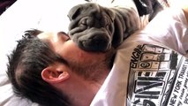 Shar-Pei puppy enjoys lovely nap on Utah man's face
