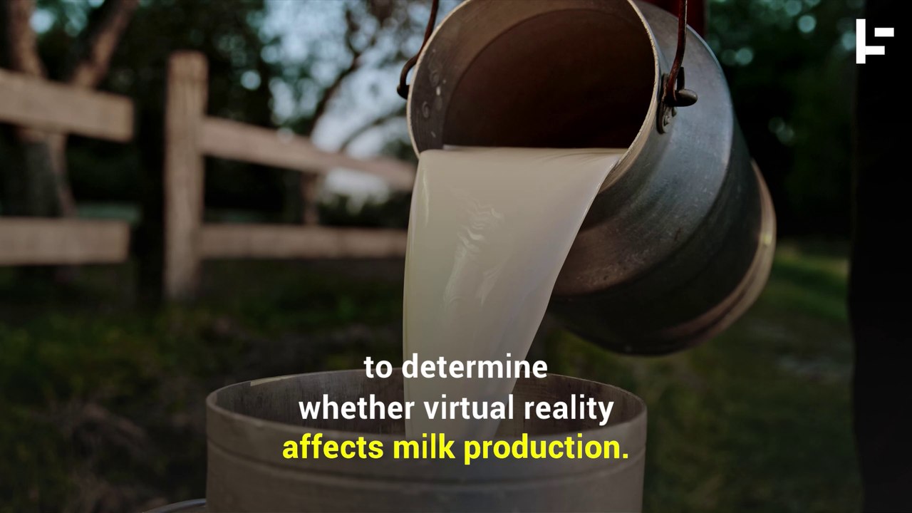 Farmers Are Putting VR Headsets on Cows to Make Better Milk