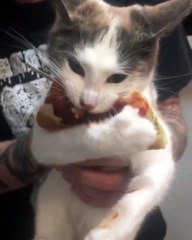 Kitty Goes Berserk for Pizza