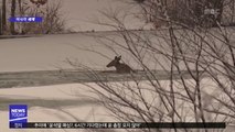 [이 시각 세계] 얼음 호수에 빠진 사슴 구조 작전