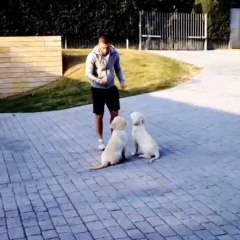 Arda Turan köpeklerini böyle eğitiyor!