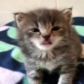 Adorable Cute Cats & Kittens Videos Compilation January 2020 - Part 1