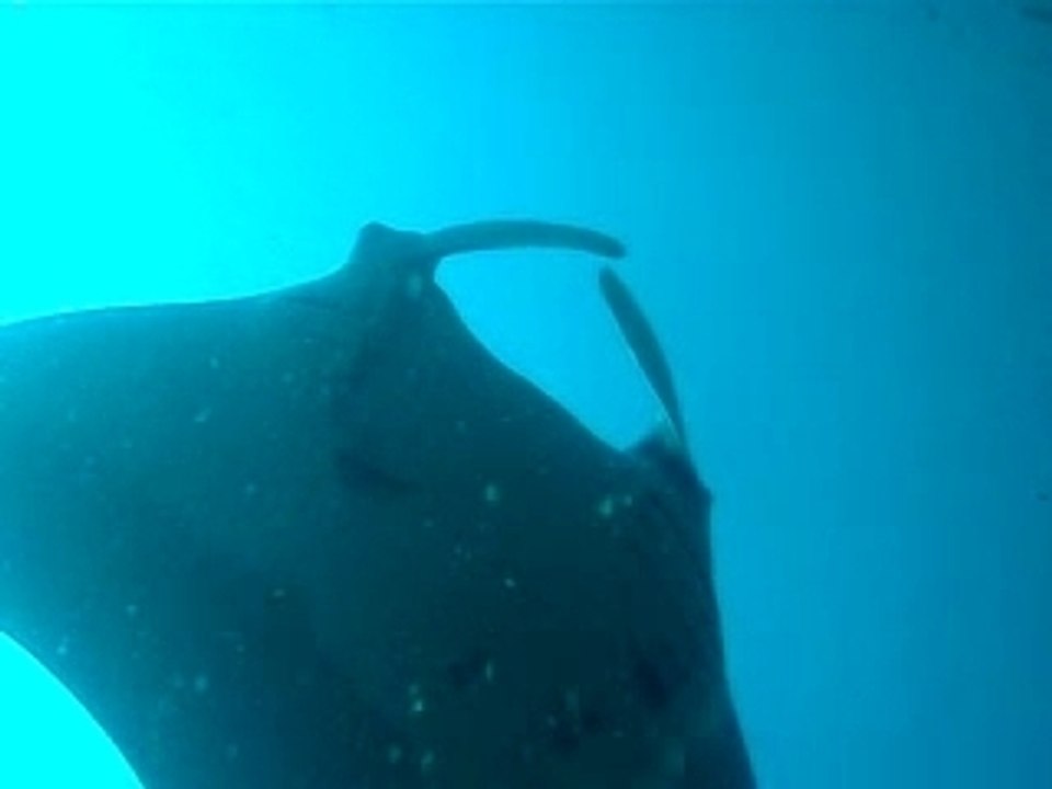 Plongee manta Thailande