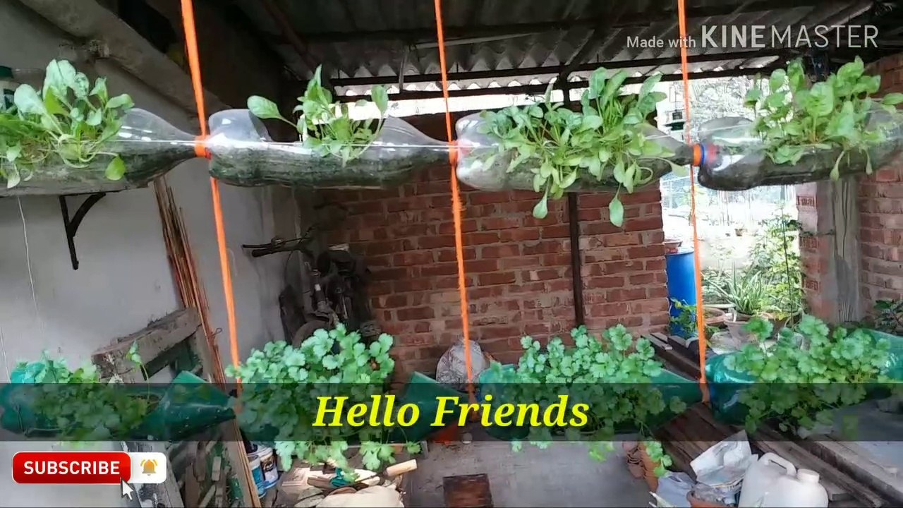 Coriander & Spinach Growing from Seeds in Hanging Plastic Bottles