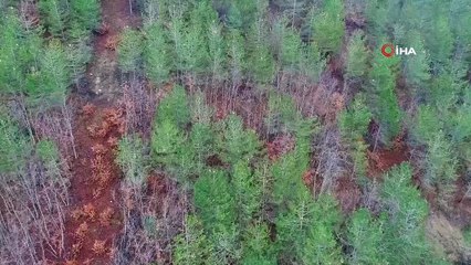 “Çam kese böceği” ormanları tehdit ediyor