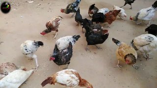 How To Take care Hans Vlog | آج اپنی حویلی میں گیا اور |  مرغیوں کو دانہ اور پانی ڈالا
