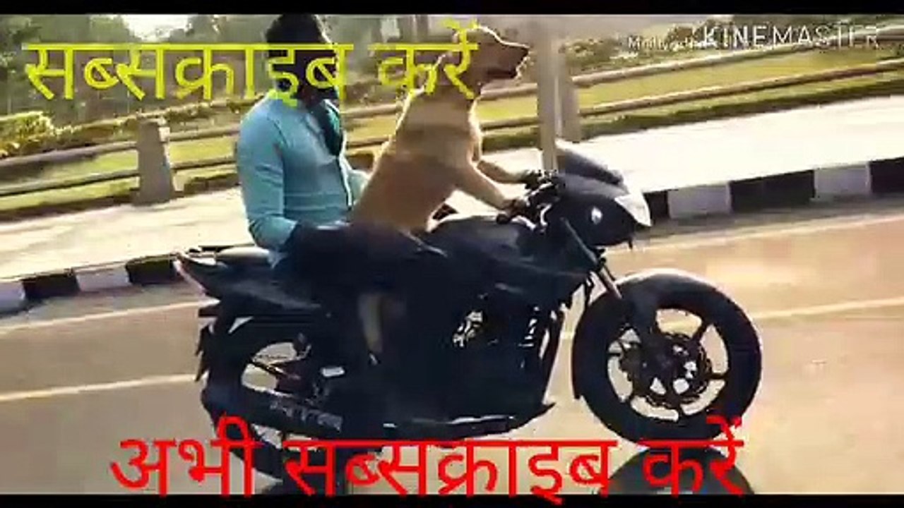 कुत्ते ने bike चलाया, Dog Bike Drive, Dog driving bike