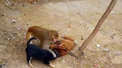 Monkey have a wrestle with 2 puppies