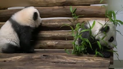 Download Video: El zoo de Berlín enseña orgullosos a sus dos gemelos panda