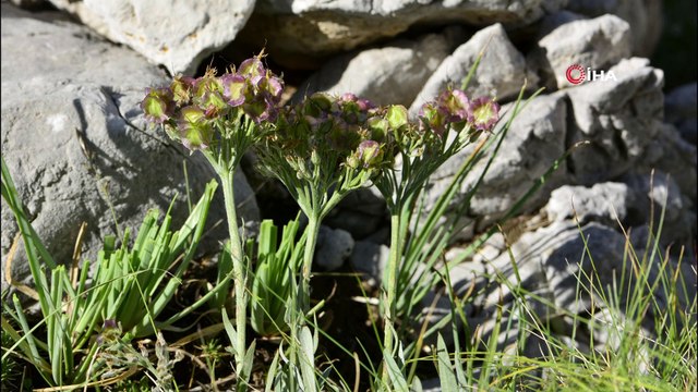 Dünyada sadece Denizli’de bulunan bir bitki türü keşfedildi