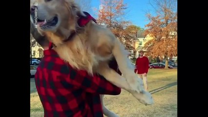 Le lancé de Golden Retriver : un jeu adorable !