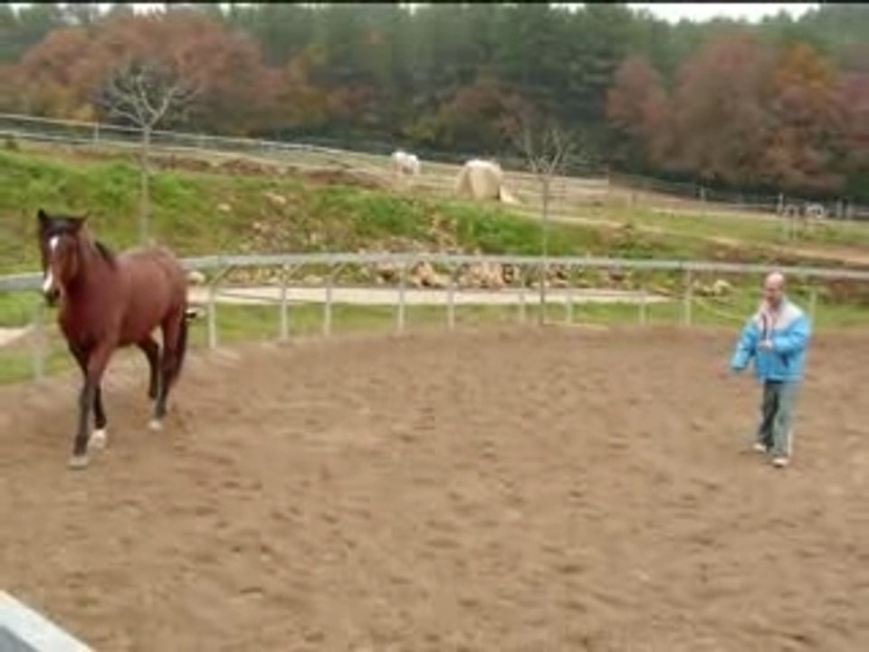 Clip galivane