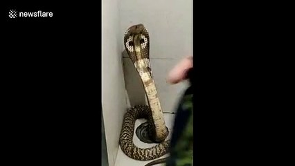 Woman has lucky escape after facing angry cobra in her apartment toilet
