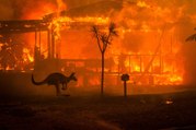800 millones de animales habrían muerto a causa de los incendios de Australia