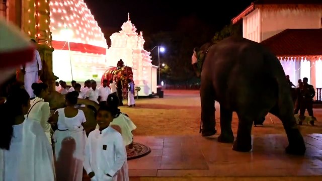 Les éléphants au centre d'une fête bouddhiste au Sri Lanka