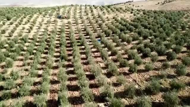 Farklı zeytin ağaçlarının bir arada olması verimi yüzde 30-35 artırıyor