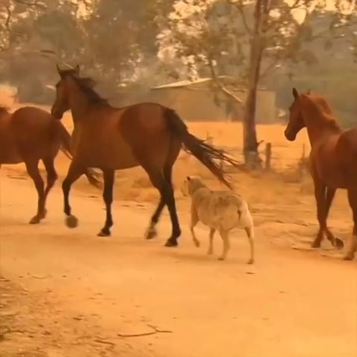 Our planet is burning