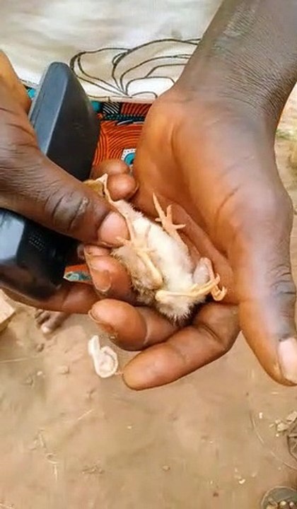 Anomalie : un poussin à 04 pattes né au Bénin