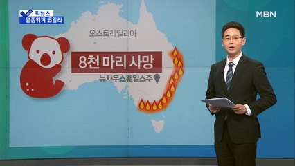 [픽뉴스] 멸종위기 코알라·틱 장애 유튜버