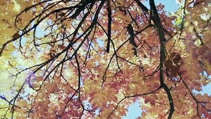 Mind Relaxation - Sleep Therapy video