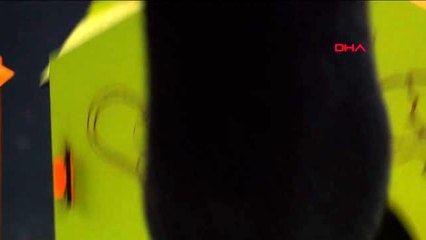 Sultangazi belediyesi kedileri yuva sahibi yapıyor