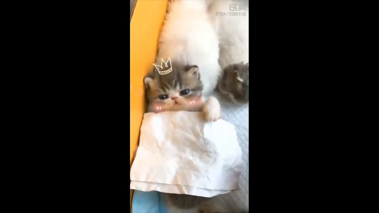 Cutest Cat Video Ever