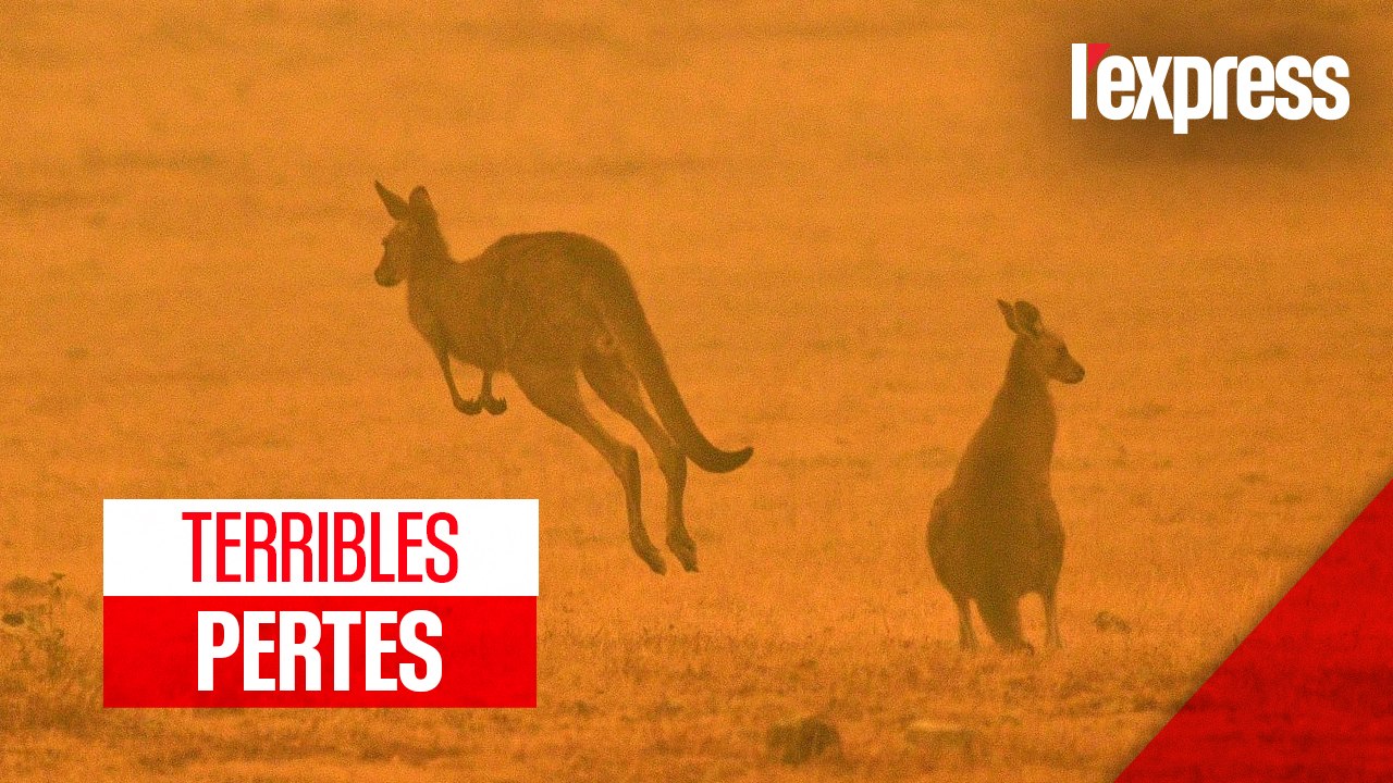 Incendies en Australie : 1 milliard d'animaux tués