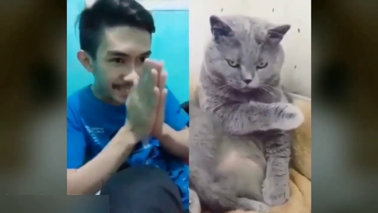 Funny Cat Compilation:- You will Die Laughing