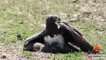 Eagle Catches & Fights Baby Warthog Masti &Entertainment