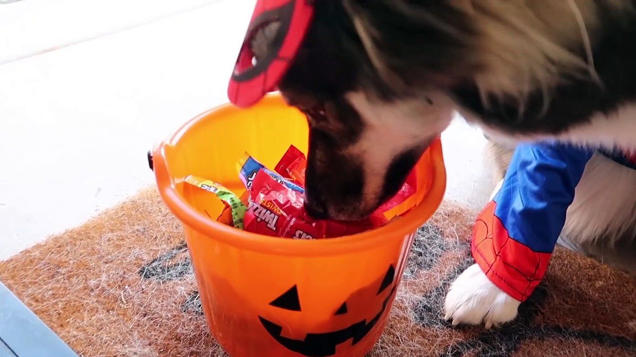 Kakoa's Pretend Play Halloween Trick or Treating!