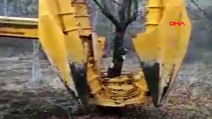 Artvin baraj gölü altında kalacak yusufeli'nde ağaçlar taşınıyor