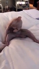 ياسمين عبد العزيز تشتري أغلى قط في العالم وترعب الجمهور بصورته! - video dailymotion