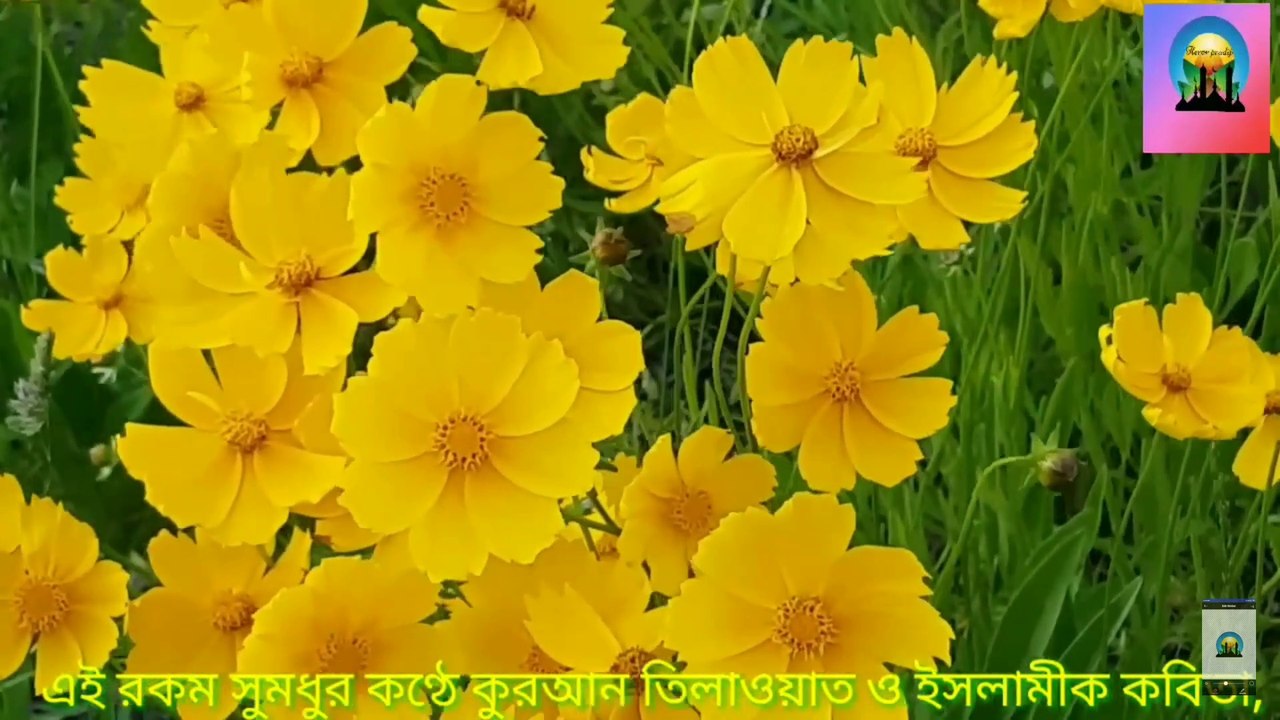 Bisso binar Sokol tare। Bangla Islami song Fazlur Rahman