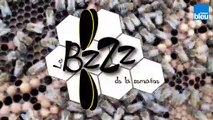 Le_BZZZ_de_la_semaine_31 - Comment font les abeilles pour se soigner?