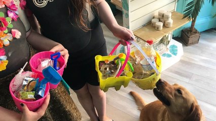 Labrador Retriever & Owner Helping Keep Yorkshire Beach Beautiful!