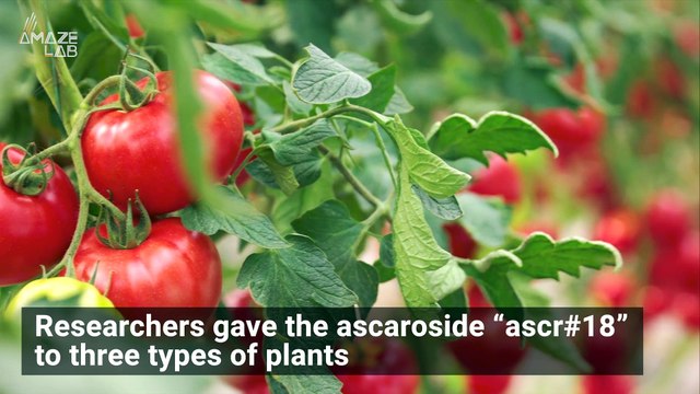 Can Plants & Roundworms ‘Talk’ to Each Other?