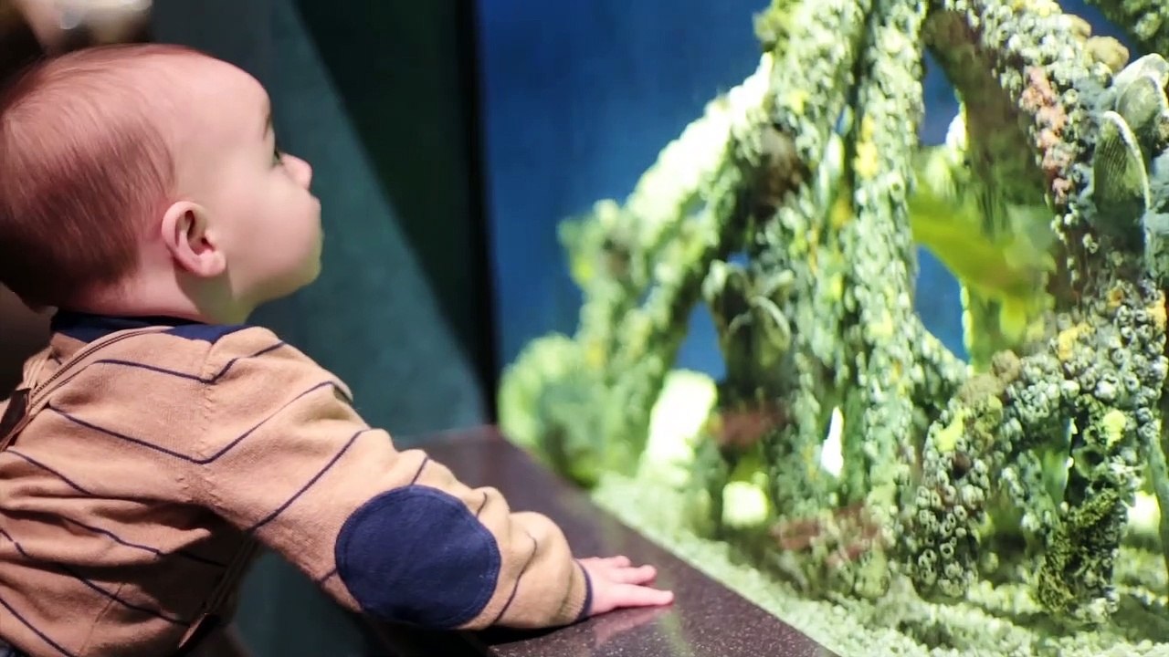 Naughty Babies At The Aquarium First Time - WE LAUGH