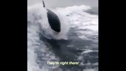 Deux orques viennent jouer dans le sillage d'un bateau