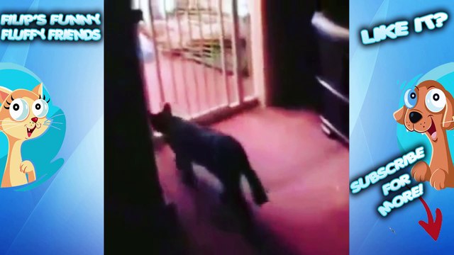 THE FUNNIEST cat videos IN THE WORLD try not to laugh - AMUSING CATS compilation 2020