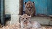 7 Lion Cubs Arrive At West Midlands Safari Park!
