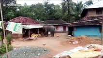 Panic grips locals as wild elephant raids village in search of food in eastern India