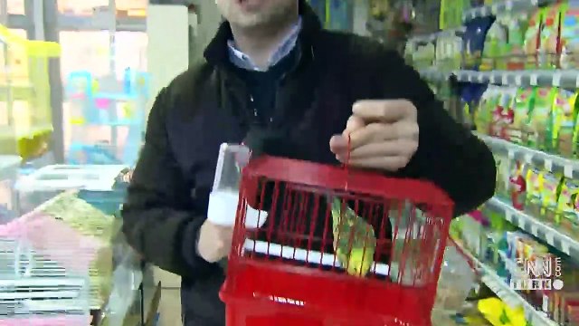 Evcil hayvanlar artık otobüs içinde seyahat edebilecek