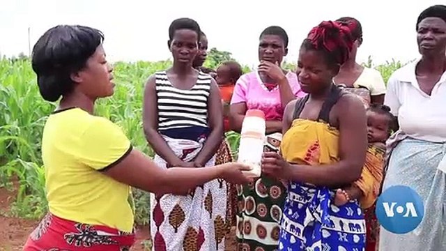 Armyworms Emerge as a Threat to Create Food Shortages in South African Country